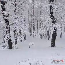 غابة العذر في #عكّار ترتدي ثوبها الأبيض