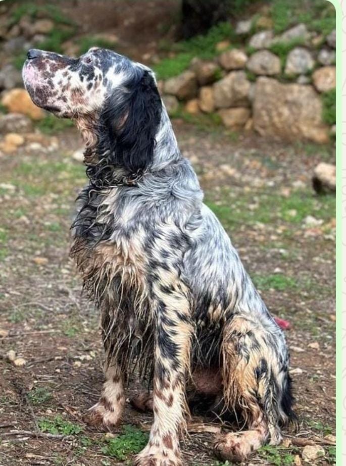 كلب مفقود في المجيدل... من يجده التواصل على الرقم 03888205