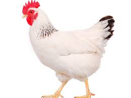 نقابة الدواجن تطمئن: الدجاج متوافر والأسعار مستقرة رغم الحرب